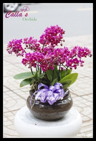 Hoa Sinh Nhat-KTT-005-Mini