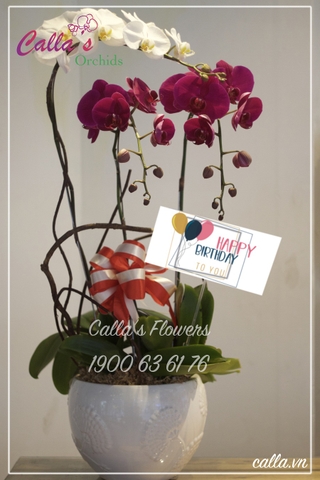 Hoa Sinh Nhật - TT-003-Mix HBBD