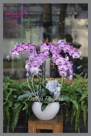 Hoa Sinh Nhật-TT-005-La
