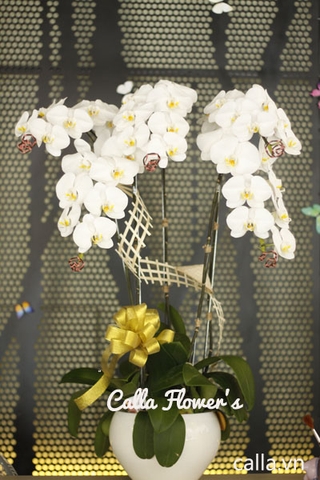 Hoa sinh nhật - TT-005-Tr