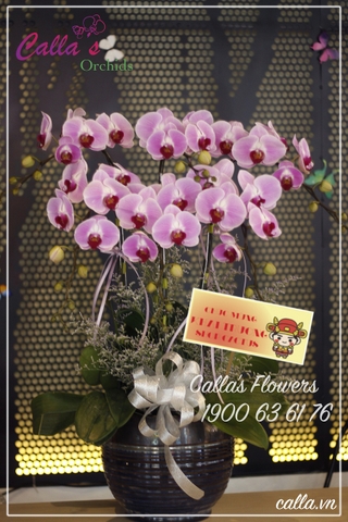Hoa Khai Trương - TT-006-Ho KTR 1