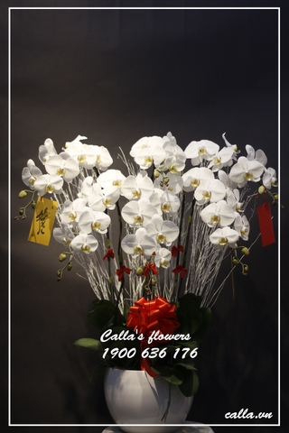 Hoa Tết-TT-006-Tr