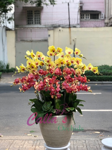 LAN HỒ ĐIỆP TẾT-VTR16