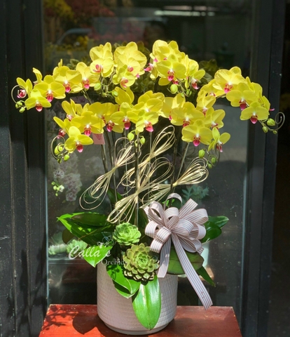 LAN HỒ ĐIỆP TẾT-VMA07