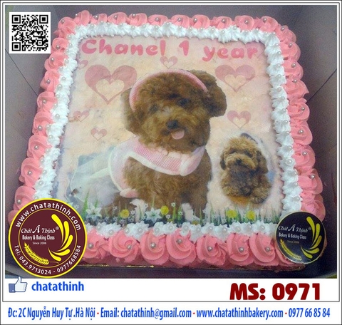 Sinh nhật cún yêu - 0971