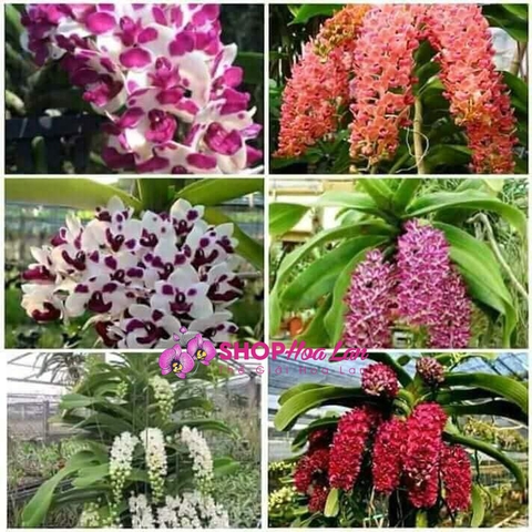 THỜI GIAN TRỒNG CÂY NGỌC ĐIỂM - ĐAI CHÂU - NGHINH XUÂN