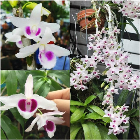 TRỒNG VÀ XỬ LÝ GIÁ THỂ GHÉP LAN PHI ĐIỆP