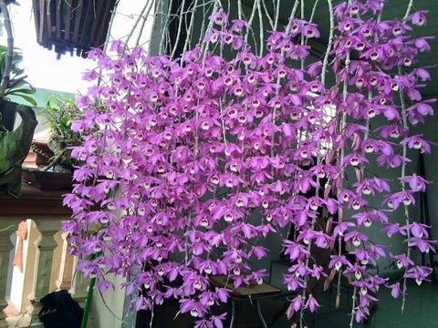 Tưới nước đúng cách cho lan vào mùa hè