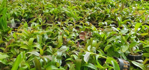 Tổng quan về nước tưới cho lan
