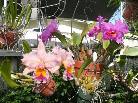 Ánh sáng cho lan Cattleya