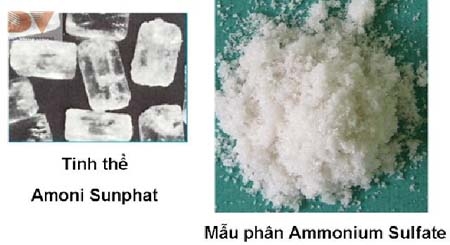 Tầm quan trọng của phân đạm SA đối với cây trồng
