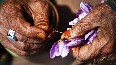 Cách phân biệt saffron nhụy hoa nghệ tây chất lượng và hàng giả, kém chất lượng