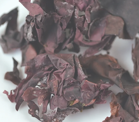 Tảo Đỏ Dulse Đại Tây Dương Thực Phẩm Quan Trọng Có Nhiều Điều Thú Vị