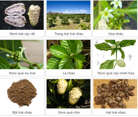 Lợi ích của trái nhàu Noni