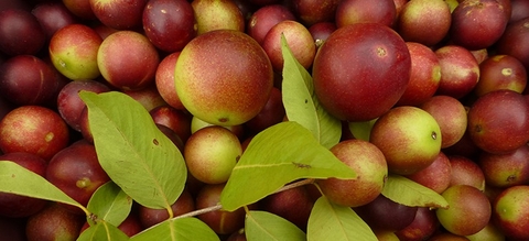 Tác dụng của bột CAMU