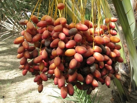 Vượt qua những thách thức hàng ngày của cuộc sống - hãy chọn chà là