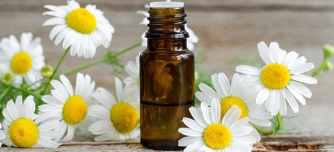 Lợi ích & cách sử dụng của tinh dầu hoa cúc La Mã