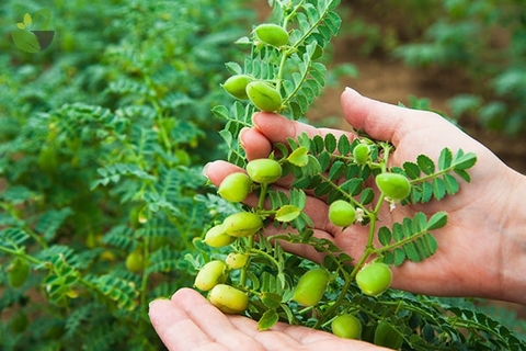 5 Dấu hiệu Bạn đang Trải qua Sự Thiếu hụt Selen