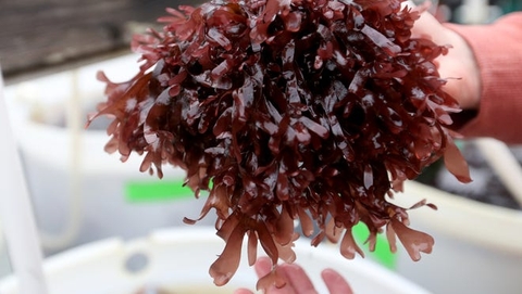 Tảo Dulse Đại Tây Dương Siêu Thực Phẩm Thải độc Kim Loại Nặng Và Bức Xạ