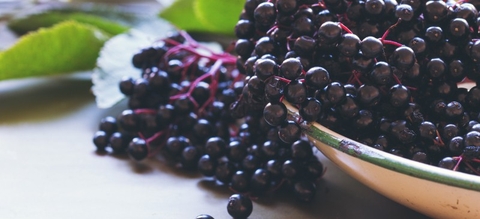 Elderberry - Lợi ích cho cảm lạnh, dị ứng và nhiều hơn nữa