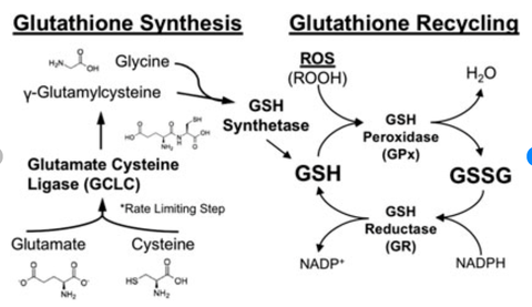 Glutathione số một về chất chống oxy hóa