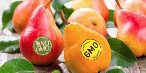 Hãy tránh xa Thực phẩm biến đổi gen nếu bạn không muốn gây tổn thương cho đường ruột