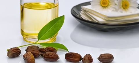 Lợi ích của dầu jojoba cho da mặt, tóc, cơ thể và hơn thế nữa