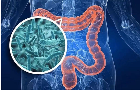 Các chủng lợi khuẩn và lợi ích của nó với sức khỏe