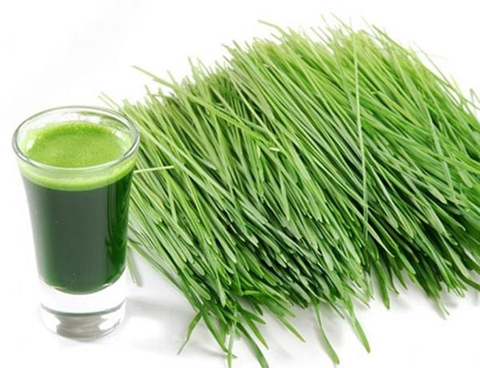 Tác dụng của nước ép cỏ lúa mì
