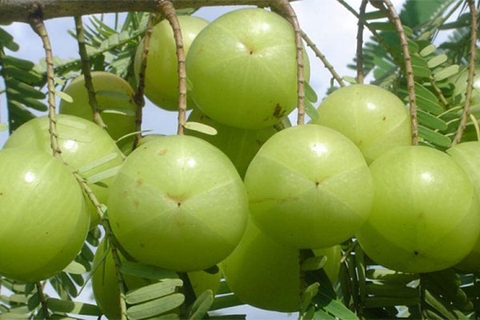 Lợi ích từ quả Amla với sức  khỏe và làm đẹp 