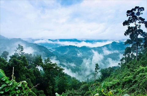 Tại sao thực phẩm hoang dã là tuyệt tác mà thiên nhiên ban tặng