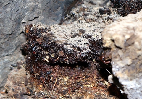 Khám Phá Những Lợi Ích Đã Được Chứng Minh Của Shilajit