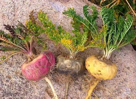 Bột Maca - Thần dược cho phái mạnh