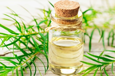 Tác dụng trị liệu của  tinh dầu tràm trà Tea Tree