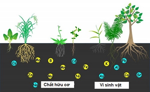 Tại sao tình trạng cạn kiệt magiê lâu dài không được chú ý
