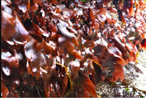 Tảo Dulse là gì? Sinh thái học và Lịch sử loài người của Palmaria palmata