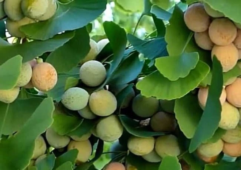 10 loại thảo mộc tốt nhất để làm sạch thận