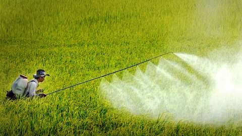Những tác động độc hại của thuốc trừ sâu và cách để loại bỏ chúng
