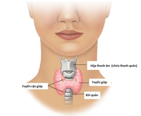 Ung thư tuyến giáp - dễ dàng bắt gặp ở phụ nữ sau tuổi 30