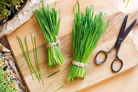 Viên uống cỏ lúa mì Wheat Grass - tăng cường miễn dịch, thanh lọc cơ thể
