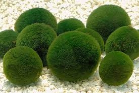 Yếu tố tăng trưởng - phức hợp độc đáo chỉ có trong Chlorella (CGF)