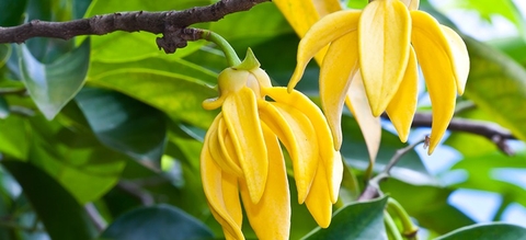 Ylang Ylang tăng cường sức khỏe tim mạch, tâm trạng và năng lượng