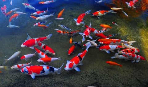Bí quyết nuôi cá Koi lên màu đẹp và chuẩn cho hồ cá rực rỡ sắc màu