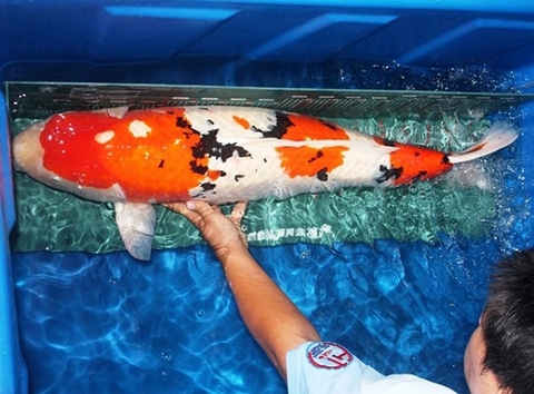 Cá Koi Nhật Bản – Cá Cảnh Hoàn Hảo Dành Cho Người Sành Chơi