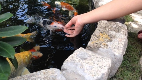 Cách nuôi cá koi Nhật của những người chơi cá lâu năm