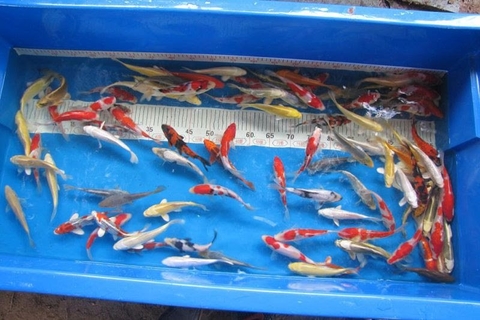 Giá cá koi chuẩn nhập khẩu nhật bản tại Hà Nội