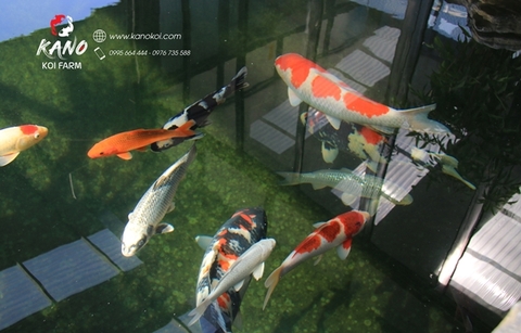 Sự kỳ diệu về màu sắc của cá Koi Nhật Bản