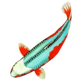 Cá Koi Shusui