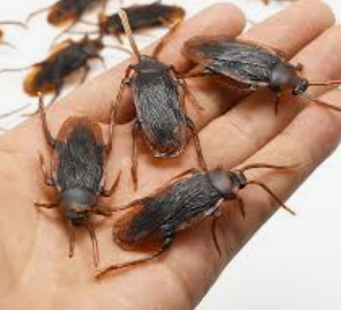 Đồ chơi nhựa hình con gián - Combo 2 con