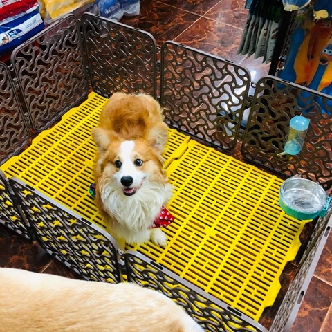 Tấm lót sàn vàng 40x55cm siêu bền lót chuồng chó, lợn - Cutepets